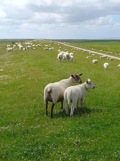 Апартаменти Erholung Auf Der Deichschaeferei Mit Deichblick Шилліг Екстер'єр фото